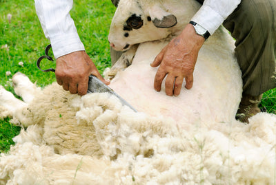 Organic Wool 